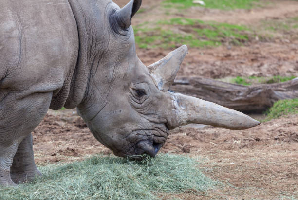 istock Rhinocero Eating Grass from Ground 639542522