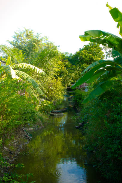 natur in thailand. - khlong toei stock-fotos und bilder
