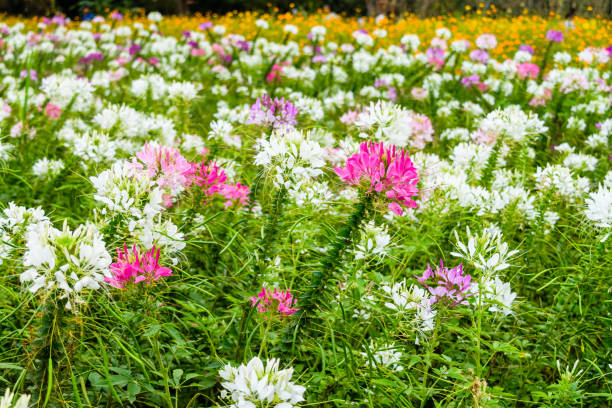istock colorful western tare 639542648