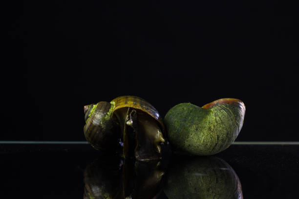 Golden Apple Snail. On a black background, the enemies in rice fields.