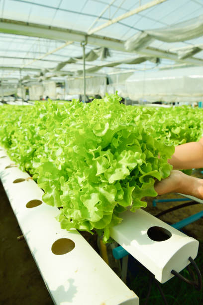 istock Red oak, green oak, frillice iceberg , cultivation hydroponic 639545734