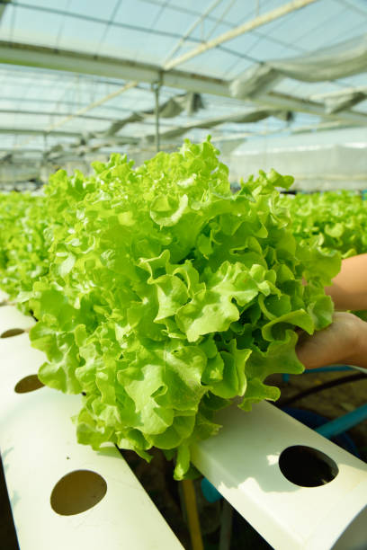 istock Red oak, green oak, frillice iceberg , cultivation hydroponic 639545976