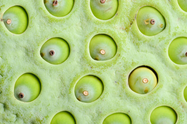 istock Lotus seed pod close up 639546058