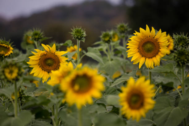 istock Sunflowers garden. 639546398