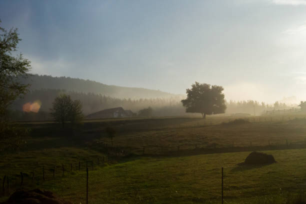 istock Lone tree silhouette at sunrise, Basque Country, Spain. 639547130