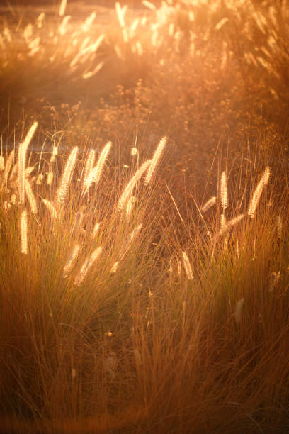 istock Natural golden background with golden grass 639547210