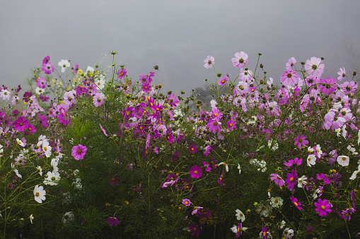 Flowers in the mist of pink and white.