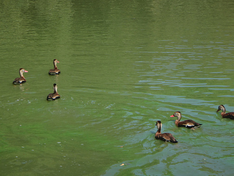 flock of whistling ducks on a branch in Audubon Park, New Orleans