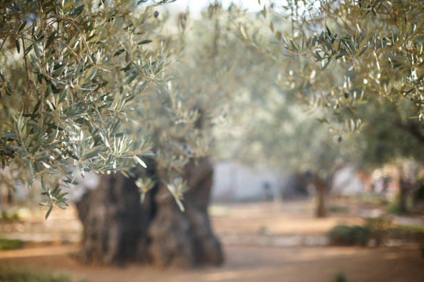 Garden of Gethsemane. Famous historic place Garden of Gethsemane. Famous historic place in Jerusalem, Israel. Selective focus great for text. garden of gethsemane stock pictures, royalty-free photos & images