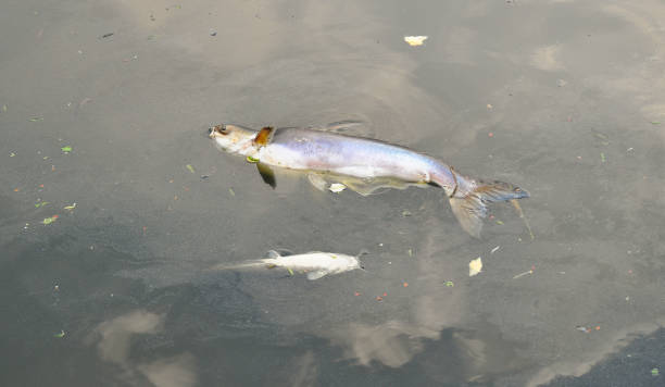 Dead fish and oil spill Dead fish and oil spill on the surface of river fish dead animal dead body death stock pictures, royalty-free photos & images