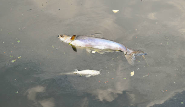 Dead fish and oil spill Dead fish and oil spill on the surface of river fish dead dead body dead animal stock pictures, royalty-free photos & images