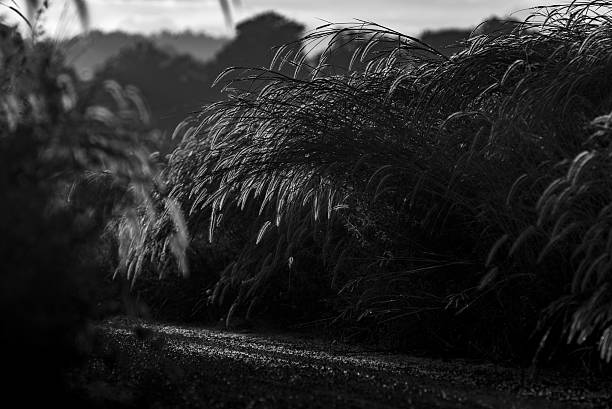 istock image black and white of nature grass, tropical forest field 639551002