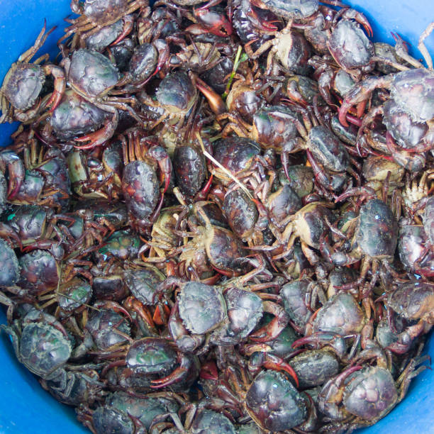 istock Black crab in the bucket 639551034