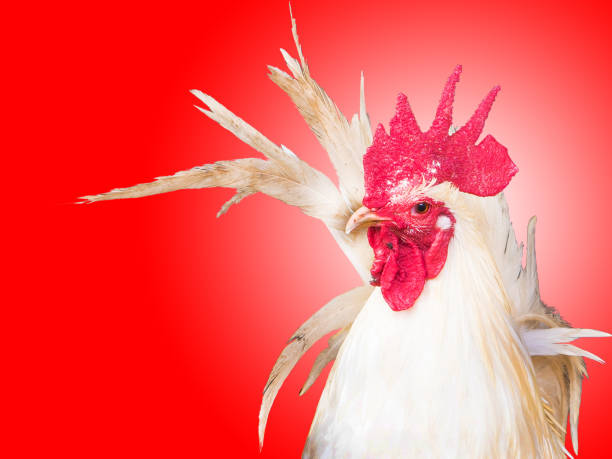 istock white rooster cock hen chicken right position on red isolate 639552470
