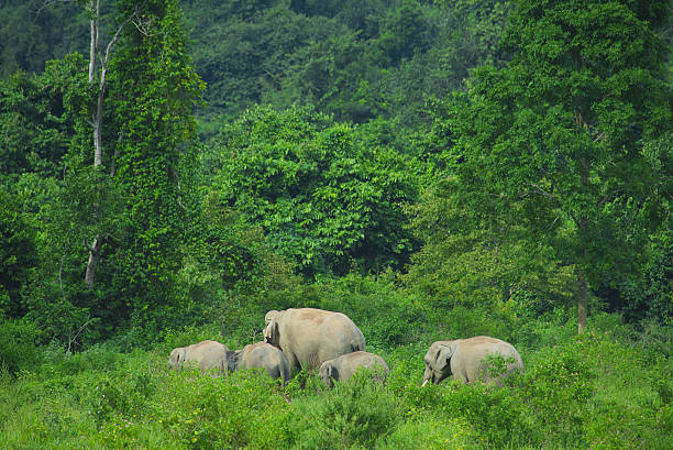 istock wild Asian elephants in the deep tropical forest, Thailand 639552570