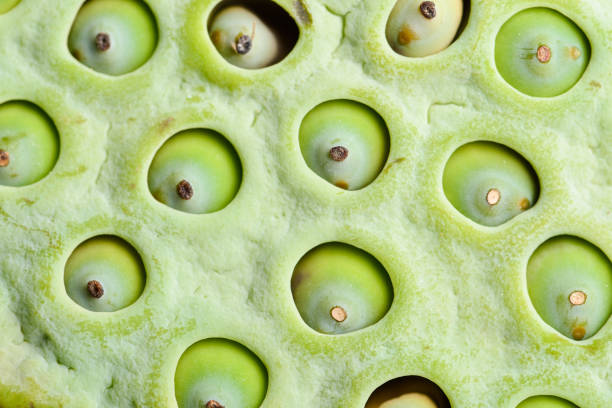 istock Lotus seed pod close up 639553680