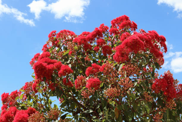 istock Flowering gum tree in summer Victoria Australia 639553870