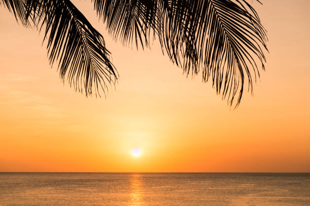 istock Sunset on the beach through silhouette of palm tree leaves 639553902