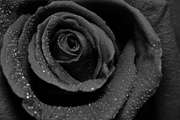 piękna ciemna róża z kroplami rosy wodnej - rose anniversary flower nobody zdjęcia i obrazy z banku zdjęć