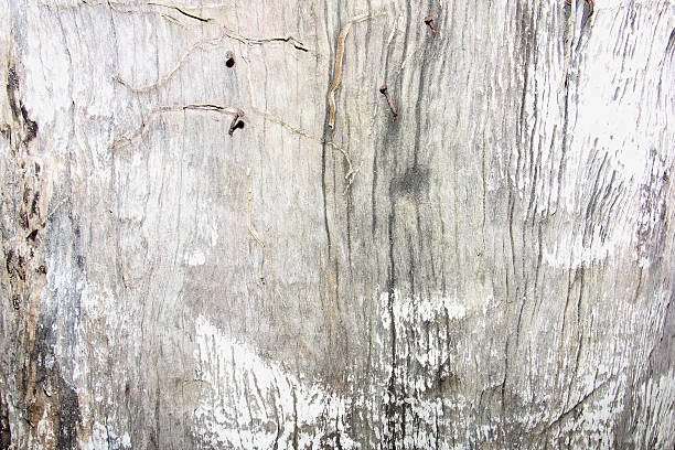 istock Old wooden wall background 639555284