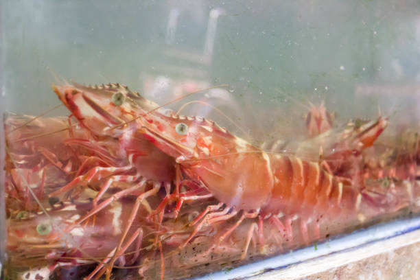 istock red shrimp in water tank 639555742