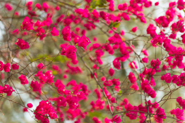 pink bougainvillea flowers