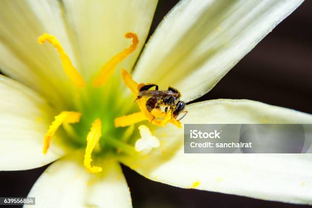 Very Tiny Stingless Bee Collects Pollen From Yellow Flower Stock Photo - Download Image Now