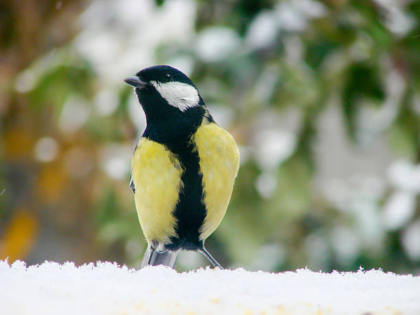 istock titmouse on a snowy table in the winter 639556862