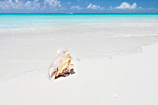 istock Conch isolated on the blue water sea coast 639557028