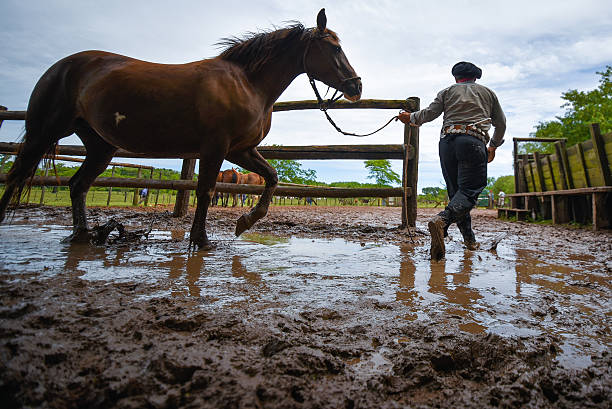 Gaucho leading a horse in a paddock stock photo