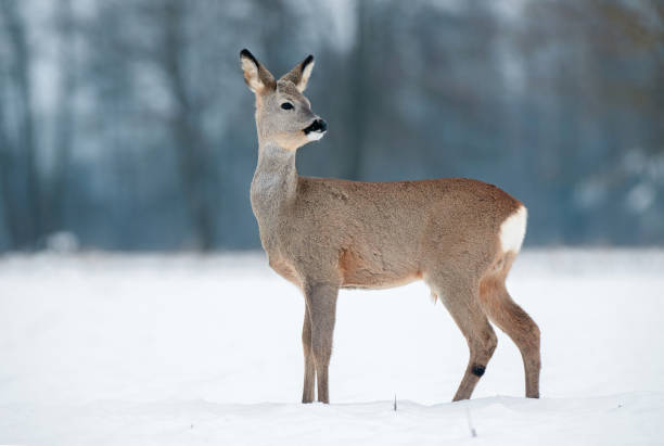 istock Young roe buck without antlers during winter time 639558556