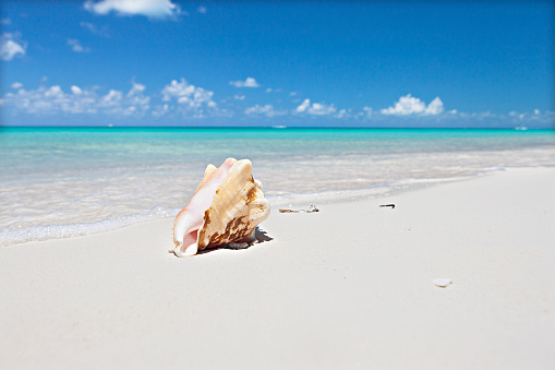 Sea shell isolated on the sand at the sea coast near the clear water waves with foam under blue sky with white clouds, the conch is yellow color and pink from the inside