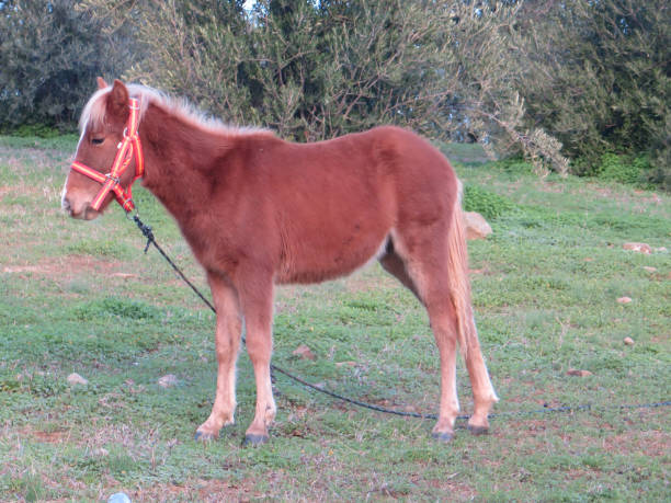 istock young foal in field with spanish flag briddle 639561320