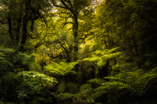 Beautiful lush growth in ancient rainforest of New Zealand.