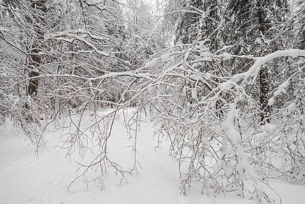 istock Snowy wild white forest and cold winter sun 639567332