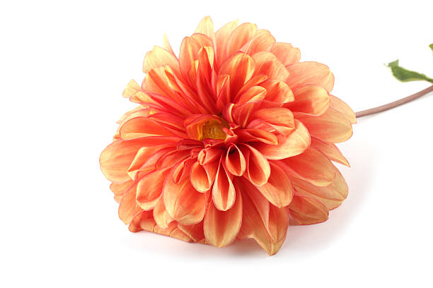 istock Orange dahlia flower 639567656