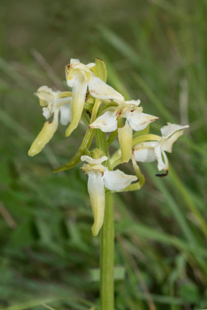 istock Greater Butterfly Orchid, Platanthera chlorantha 639568356