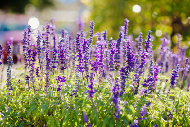 istock blue wildflowers in summer 639568564
