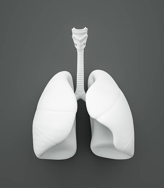 polmoni , su sfondo grigio - human lung foto e immagini stock