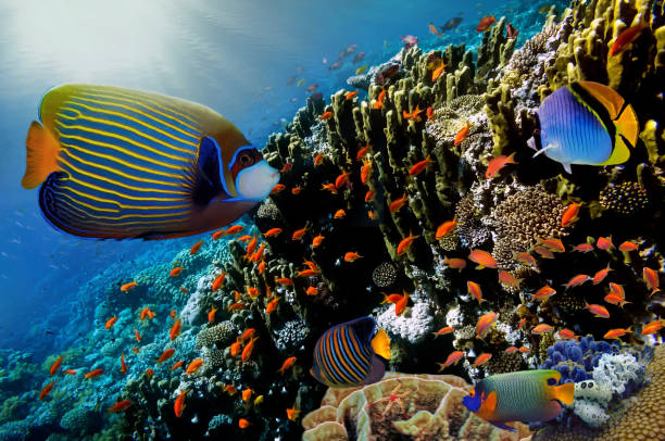 istock Lyretail Anthias fish on a coral reef 639569882