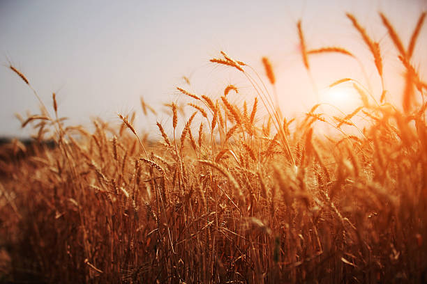 Wheat Background stock photo