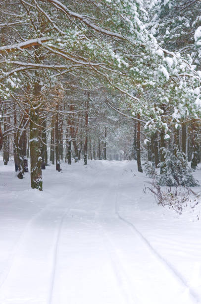 istock Winter forest in winter season 639570966
