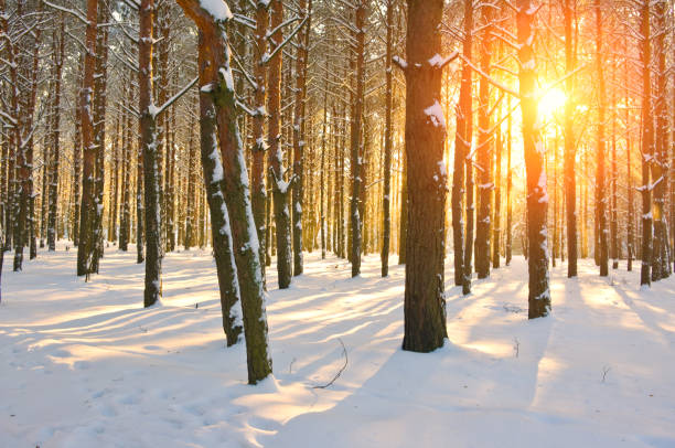 istock Sunset in pine forest. Winter season 639571406