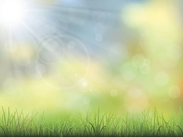 spring nature background grass Vector spring nature background. Green grass and sun beam. Bokeh effect and flare. public park illustrations stock illustrations