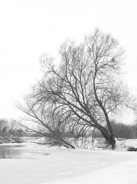 istock River and trees in winter season 639571604