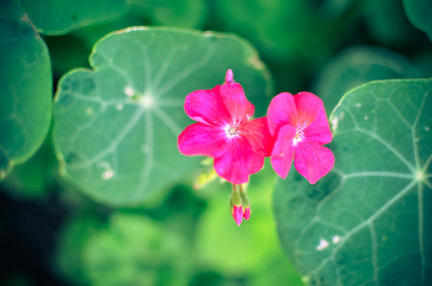 Pink geranium flowers in the morning garden