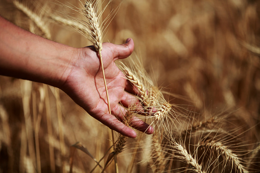 Young adult hand touching golden wheat with his soft fingers.