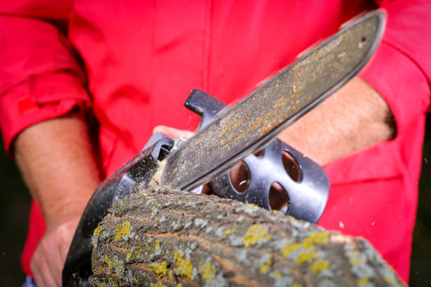 istock Man with chainsaw cutting the tree 639572206