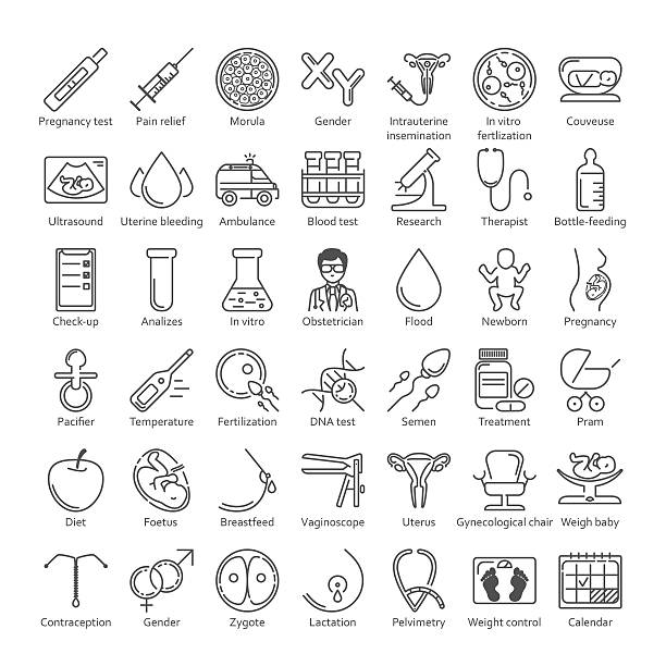 vector icon set Pregnancy and obstetrician vector thin line icon set. Clean and modern line style vector art. human fertility stock illustrations