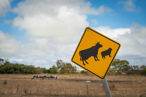 istock asutralian road sign warning cattle cows and sheep crossing 639572944